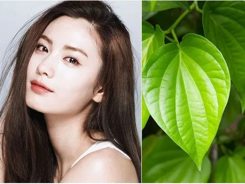 Cách làm chậm các dấu hiệu lão hóa sớm với lá trầu không