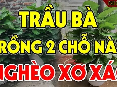 Cây trầu bà dễ trồng nhiều Lộc nhưng kị nhất tuổi này