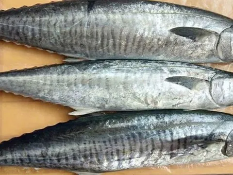 Top 5 loại cá có nguy cơ chứa nhiều thủy ngân nhất: Đi chợ rẻ mấy cũng không nên mua nhiều