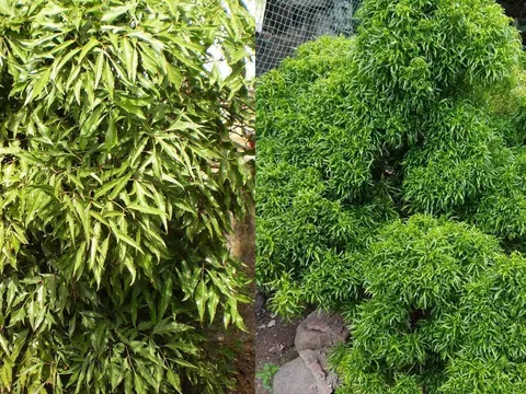 Trồng cây đinh lăng trước nhà: Trấn trạch an gia, người này càng trồng càng vượng lộc