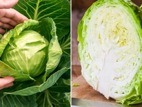 Bắp cải giàu dinh dưỡng nhưng có 4 nhóm người không nên ăn
