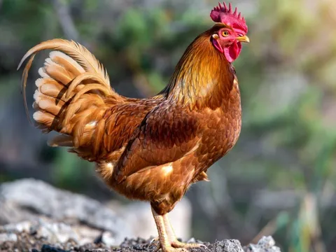 Ghen tị 3 con giáp cực đỏ dịp Tết Dương lịch 2026: Cuối năm đổi vận, tiền bạc tăng mạnh