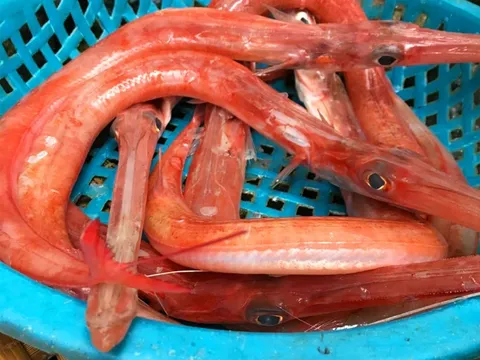 Loại cá có hình thù kì lạ, là món ăn được săn lùng nhất của người Việt