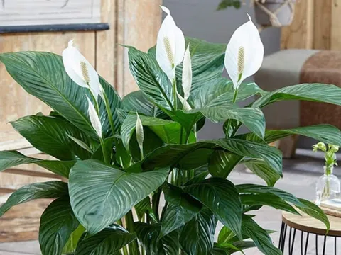 3 cây cảnh phong thủy quen thuộc với mọi nhà, vừa “hút” tài lộc, vừa tốt cho sức khỏe