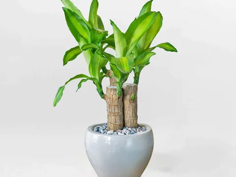 Cây phát tài: Biểu tượng của "năng lượng sạch" trong nhà của người Nhật