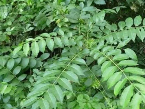 Loại lá xưa rụng đầy gốc không ai nhặt, nay thành “đặc sản” cho món nướng, giá tới 200.000 đồng/kg