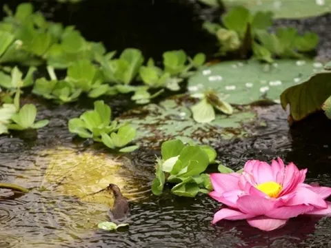 3 điều không nên cười trong cuộc sống theo lời nhà Phật dạy - kim chỉ nam về cách ứng xử đúng đắn