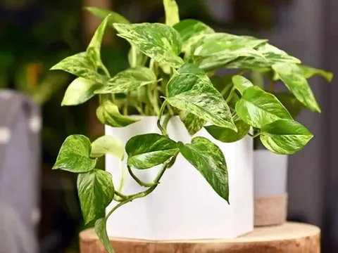 Tuổi này hợp trồng cây trầu bà, đặt trong nhà giúp lộc không bao giờ cạn