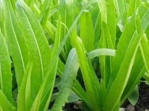 Loại rau giàu canxi gấp đôi sữa: Ăn sống hay nấu chín cũng giúp xương chắc khỏe