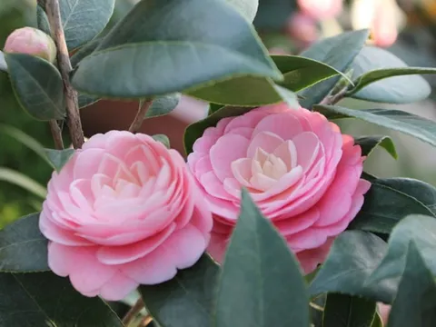 Trước hiên nhà trồng 1 cây này, vừa nở hoa siêu đẹp, lại đón tài lộc vào nhà, vừa là vị thuốc quý