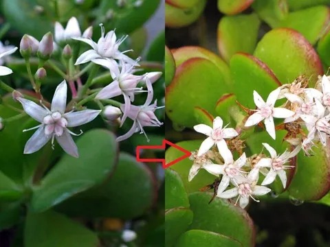 4 cây trong nhà ra hoa Lộc đến - Tiền về, số 1 nhiều người không biết lại nhổ bỏ