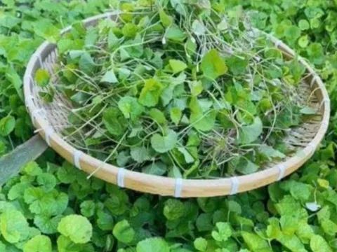 Loại rau quen thuộc bán khắp chợ Việt: chống rụng, kích thích mọc tóc con, chỉ 15.000 đồng/kg