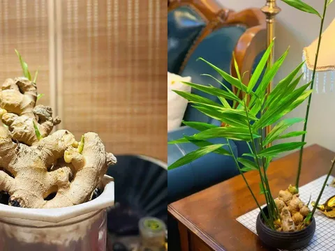 Tết 2026 nên bày 3 loại cây này trong nhà để hút tài lộc, cả năm phát đạt