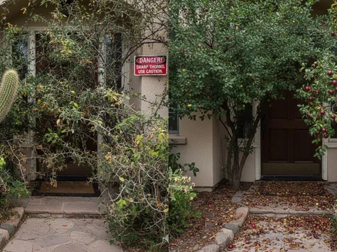 5 loại cây không nên trồng trước cửa nhà: Nhiều gia đình vẫn giữ mà không biết rủi ro tiềm ẩn