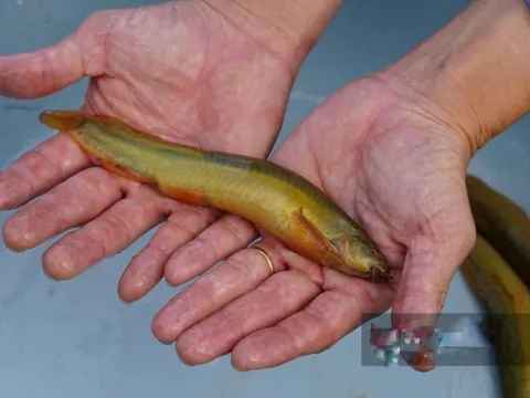 Nuôi loài cá ham rúc bùn, ăn đêm, thịt thơm, xương ít: Người nông dân lãi đậm sau 4 tháng