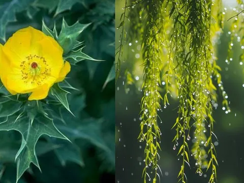 Người xưa nhắc: Trong nhà có 1 trong 3 loại cây này, tiền vào rồi lại đi nhanh