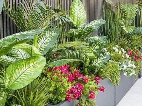 3 dấu hiệu cây trong nhà đang “hút” năng lượng của gia chủ, xử lý ngay kẻo hao lộc