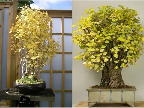 5 cây cảnh mang lại bình an, tài lộc và phú quý trong năm mới