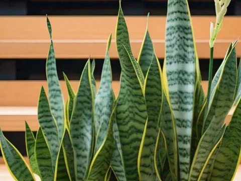 Cây lưỡi hổ tốt cho phong thuỷ nhưng không Đơn Giản: Nhiều người đặt sai vị trí mà không hay