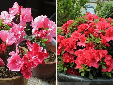 Người thuộc 2 mệnh này trồng hoa đỗ quyên trong nhà vào dịp Tết Bính Ngọ 2026, năm mới tiền vào như nước