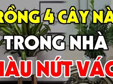 Những loài cây là "thần giữ của", trồng trong nhà Hút Tiền Hút Của