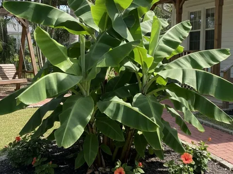 Mỹ chọn ra 5 cây ăn quả lý tưởng trồng trước sân: Loại cuối cùng người Việt quen trồng từ lâu