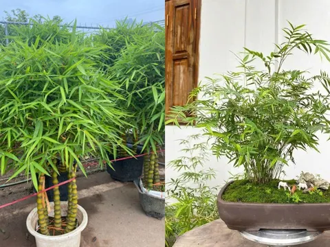 Tết Bính Ngọ đặt 2 cây đặc biệt này trước cửa nhà, năm mới gia chủ phất lên ầm ầm, tiền tài no đủ