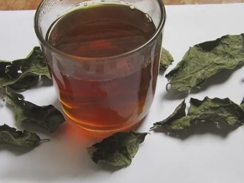 5 người không nên uống nước lá xạ đen