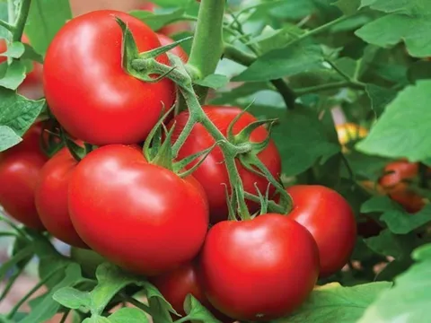 Những người không nên ăn cà chua