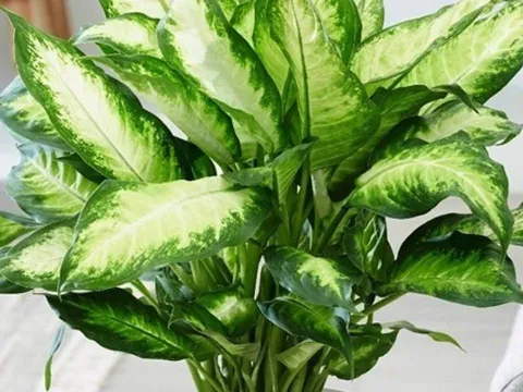 Trắc nghiệm tâm lý: Năm mới sẽ “mỉm cười” với bạn theo cách nào?