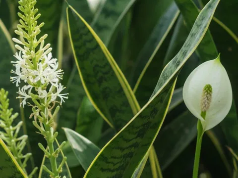 4 cây cảnh trồng lâu năm vẫn khó ra hoa, nếu thấy là điềm may đáng quý