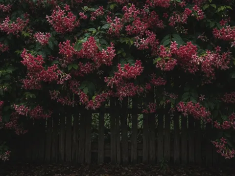 4 loại cây trồng quanh nhà dễ khiến rắn xuất hiện, nhiều gia đình không ngờ tới