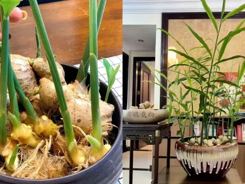 Cách trồng gừng phong thủy hút lộc cho Tết Bính Ngọ 2026