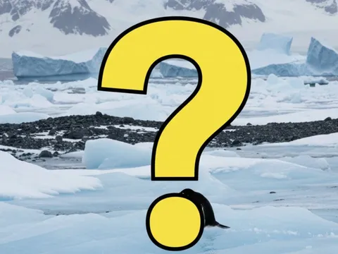 Chim gì có cánh nhưng không bay, lại bơi cực giỏi? Câu đố quen mà nhiều người vẫn trả lời sai