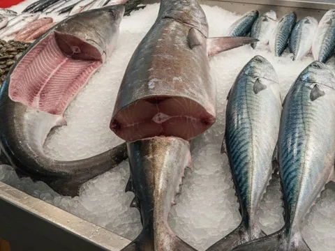 Top 4 loại cá chứa nhiều thủy ngân bậc nhất: Ăn thường xuyên có thể gây áp lực cho gan, thận