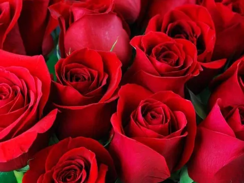 Trắc nghiệm tâm lý: Chọn một bông hoa bạn thích nhất để khám phá điều bạn đang thiếu trong cuộc sống