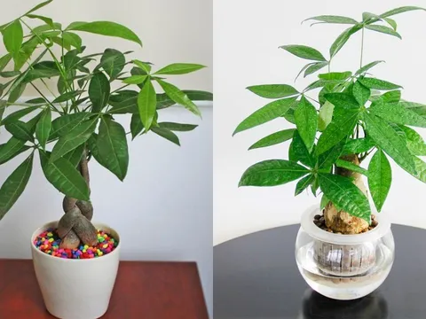 Tết Bính Ngọ 2026, đặt 3 loại cây này trong phòng khách, gia chủ đón lộc, Tiền - Tài no đủ