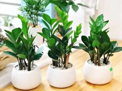 3 loại cây phong thủy nên đặt phòng khách năm Bính Ngọ 2026: Hút tài lộc, tiền bạc hanh thông