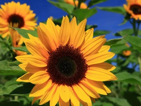 Trắc nghiệm: Loài hoa bạn yêu thích tiết lộ nguồn năng lượng bạn toả ra