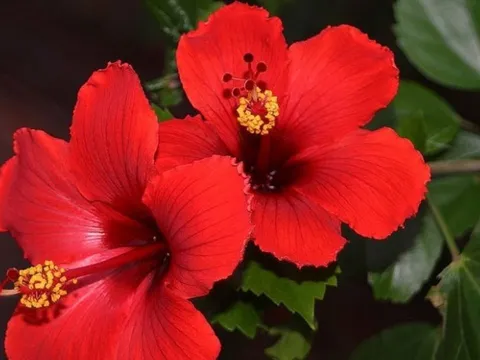 Bính Ngọ 2026: 5 loại hoa mang vận rủi, không đặt trong nhà