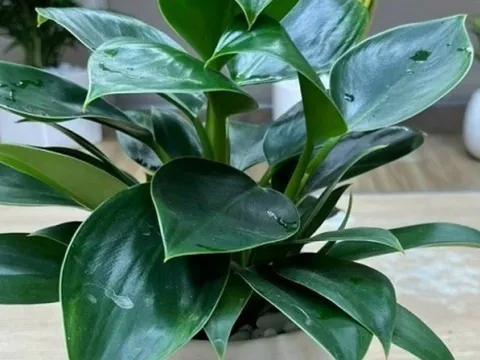 Trắc nghiệm vui: Tâm hồn bạn trẻ trung hơn bao nhiêu tuổi so với tuổi thật?