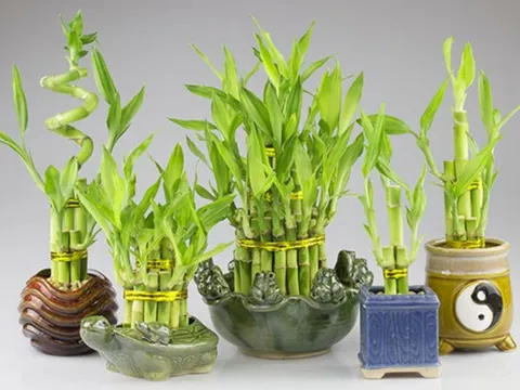 3 loại cây cảnh này, bất kỳ gia đình nào trong năm mới cũng nên trồng để thu hút tài lộc