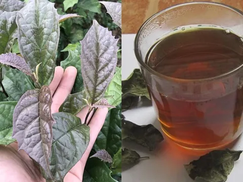 Cách uống nước xạ đen ổn định đường huyết, giảm mỡ máu