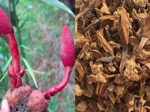 Cây mọc dại tên “ngượng đỏ mặt” mỗi năm chỉ có một mùa, nay thành đặc sản rừng giá 400.000 đồng/kg