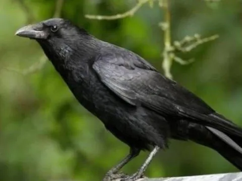 Con cái hỗn hào? Áp dụng ngay “Luật Quạ” - Bí quyết dạy con hiện đại mà vẫn giữ trọn quyền uy