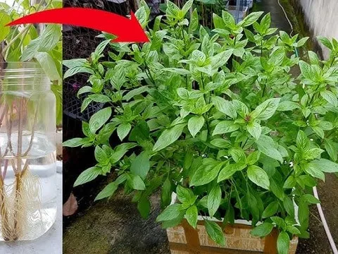 Cách trồng rau húng quế đuổi muỗi, thanh lọc không khí, sẵn gia vị cho món ăn