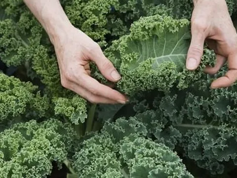4 loại rau khử độc, ngừa bệnh K, ăn vừa ngon vừa bổ
