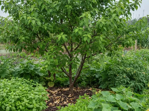 Mùa đông đừng vội vứt thứ này: Chôn xuống vườn, cây xanh tốt thấy rõ chỉ sau thời gian ngắn