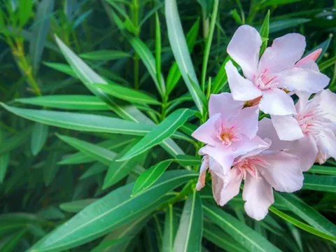 Trong nhà trồng 3 loại cây cảnh này tiền bạc thất thoát, vận xui dễ tìm đến