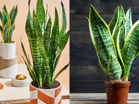 Vì sao để năm Bính Ngọ 2026 tài lộc dồi dào nên trồng cây lưỡi hổ?